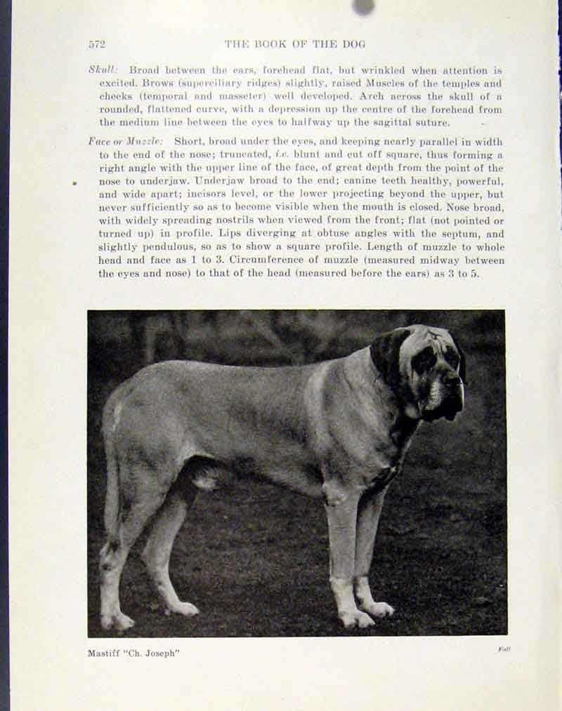 Original Old Vintage Print Mastiff Dog Hound Pet Photo Fine Art C1940 20th