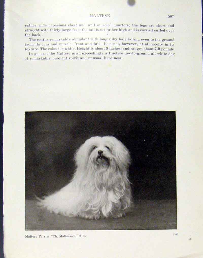 Original Old Vintage Print Dog Photograph Maltese Terrier C1940 Fine Art 20th