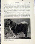 Original Old Antique Print Keeshound Photo Dog Hound Pet Animal Fine Art