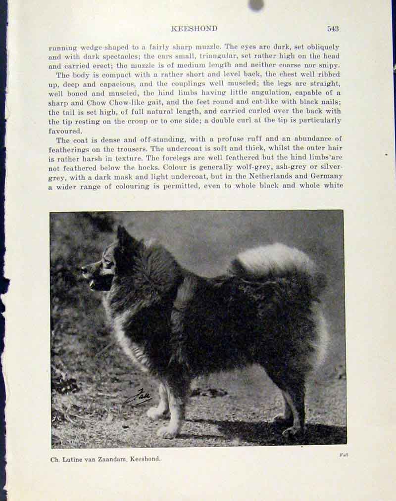 Original Old Antique Print Keeshound Photo Dog Hound Pet Animal Fine Art