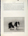 Original Old Vintage Print Japanese Spaniel Fine Art C1940 Photo Dog Pet 20th
