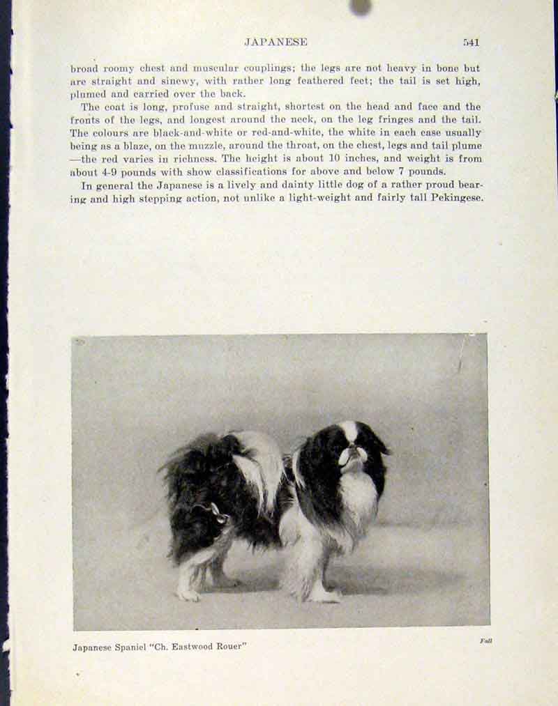 Original Old Vintage Print Japanese Spaniel Fine Art C1940 Photo Dog Pet 20th