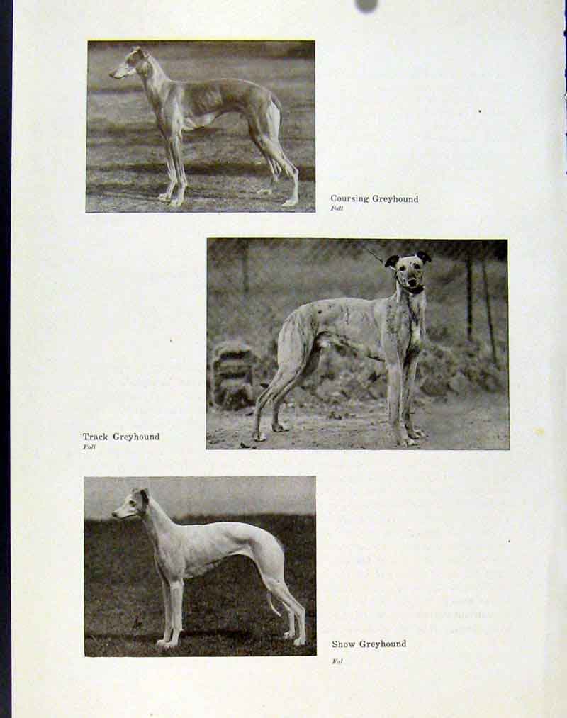 Original Old Antique Print Coursing Greyhound Track Show Dog Hound Pet Animal