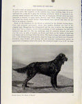 Original Old Antique Print Gordon Setter Dog Hound Pet Photograph Art