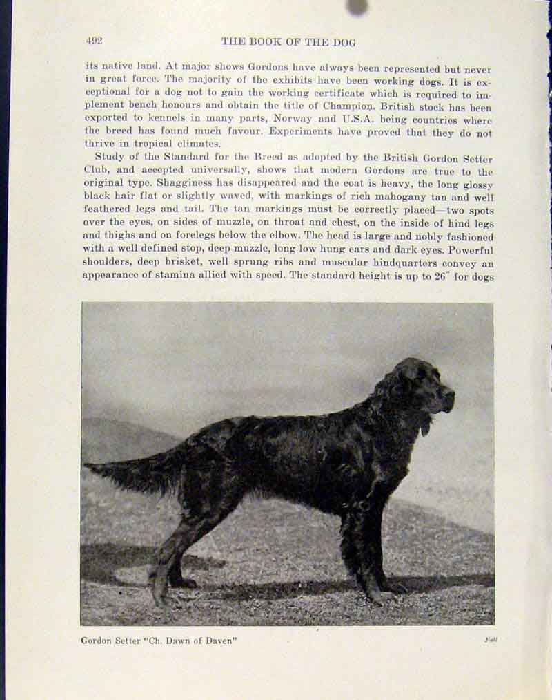 Original Old Antique Print Gordon Setter Dog Hound Pet Photograph Art