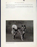 Original Old Vintage Print Finnish Spitz Sarumcote Jeli Dog Hound Photo 1940