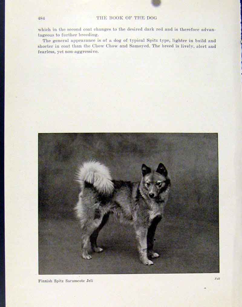 Original Old Vintage Print Finnish Spitz Sarumcote Jeli Dog Hound Photo 1940
