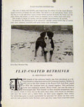 Original Old Antique Print Photograph Dog Entle Bunch Mountain Hound