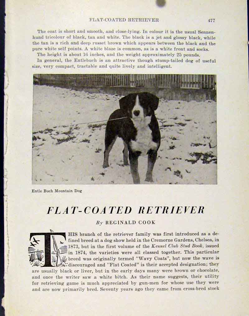 Original Old Antique Print Photograph Dog Entle Bunch Mountain Hound