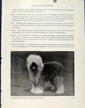 Original Old Antique Print Dog English Sheep Dog Fine Art Photograph