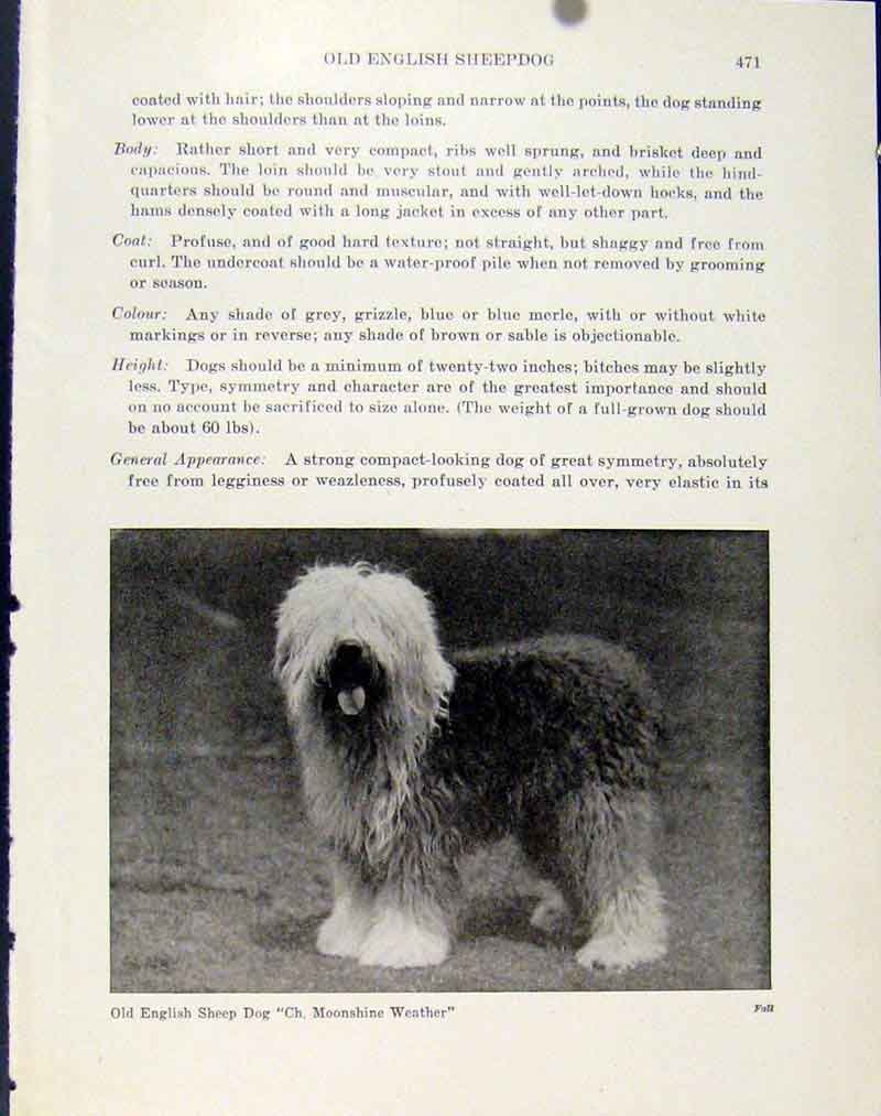 Original Old Antique Print Dog English Sheep Dog Fine Art Photograph