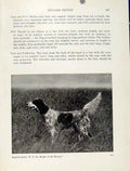 Original Old Antique Print Photo English Setter Dog Hound Pet Animal Art