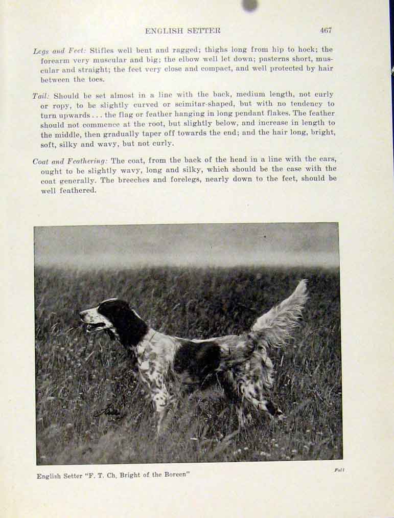 Original Old Antique Print Photo English Setter Dog Hound Pet Animal Art