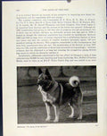 Old Vintage Print Dog Hound Pet Animal Fine Art Elkhound Photograph 1940 20th