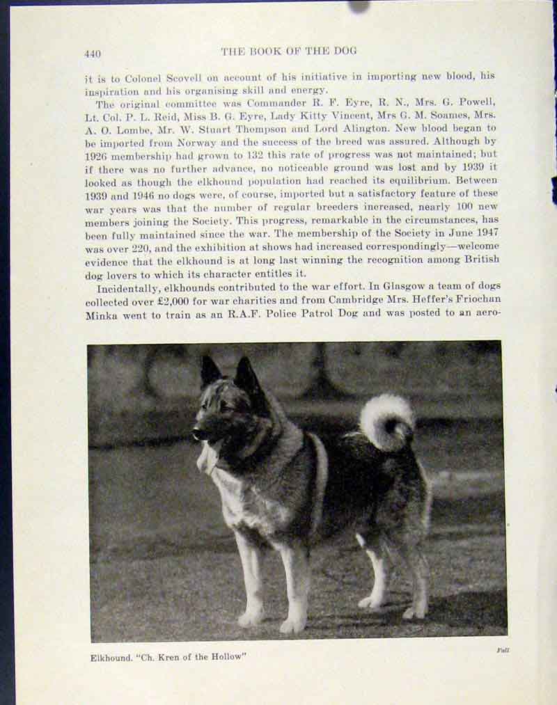 Old Vintage Print Dog Hound Pet Animal Fine Art Elkhound Photograph 1940 20th