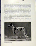 Original Old Antique Print Eivissenc Smooth Haird Dog Animal Pet Photo Victorian