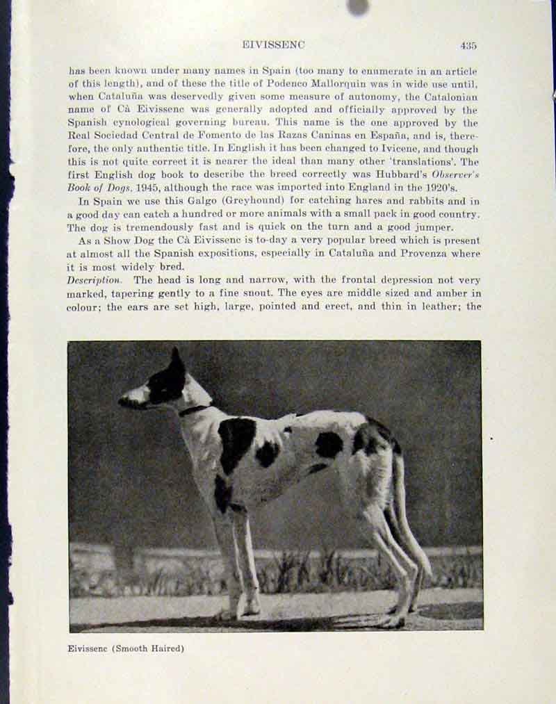 Original Old Antique Print Eivissenc Smooth Haird Dog Animal Pet Photo Victorian
