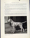 Original Old Antique Print Dalmatian Fine Art Photo Dog Hound Animal