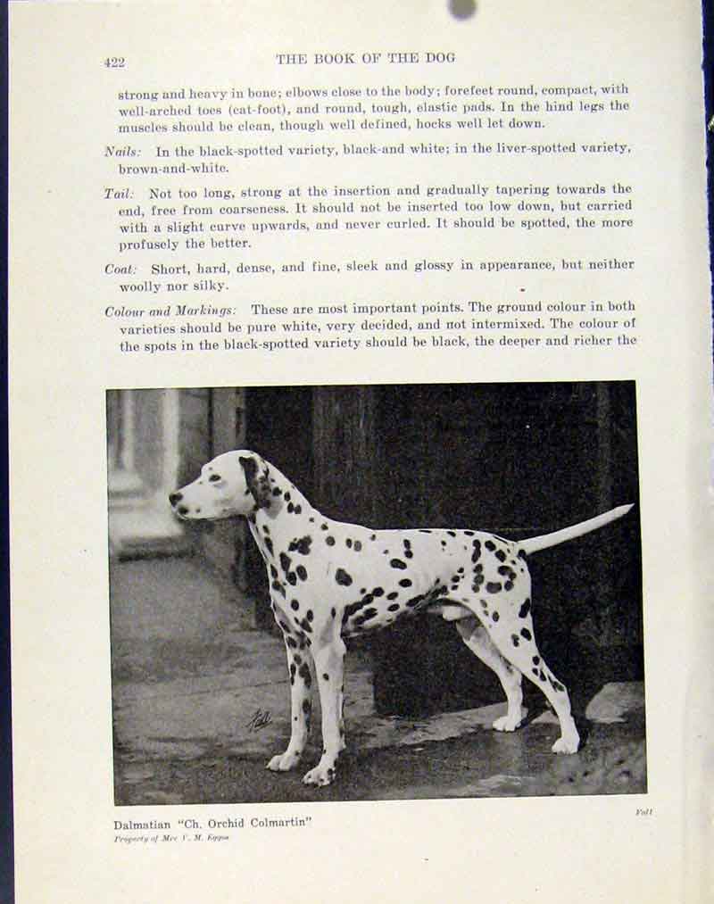 Original Old Antique Print Dalmatian Fine Art Photo Dog Hound Animal