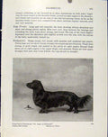 Original Old Antique Print Long Haired Dachshund Fine Art Dog Hound Pet