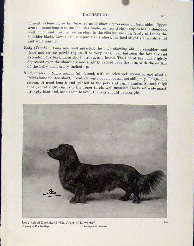Original Old Antique Print Long Haired Dachshund Fine Art Dog Hound Pet