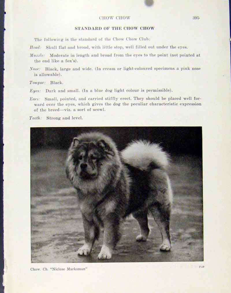 Original Old Antique Print Famous Popular Dog Hound Pet Animal Chow