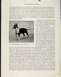 Original Old Antique Print Mystery Night Luech Brindle Dog Hound Photo