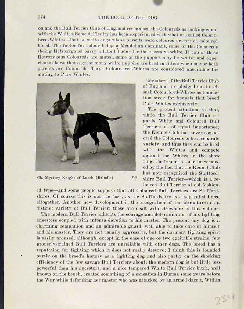 Original Old Antique Print Mystery Night Luech Brindle Dog Hound Photo