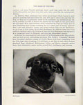 Original Old Antique Print Brabancon Small Pet Dog Animal Hound British