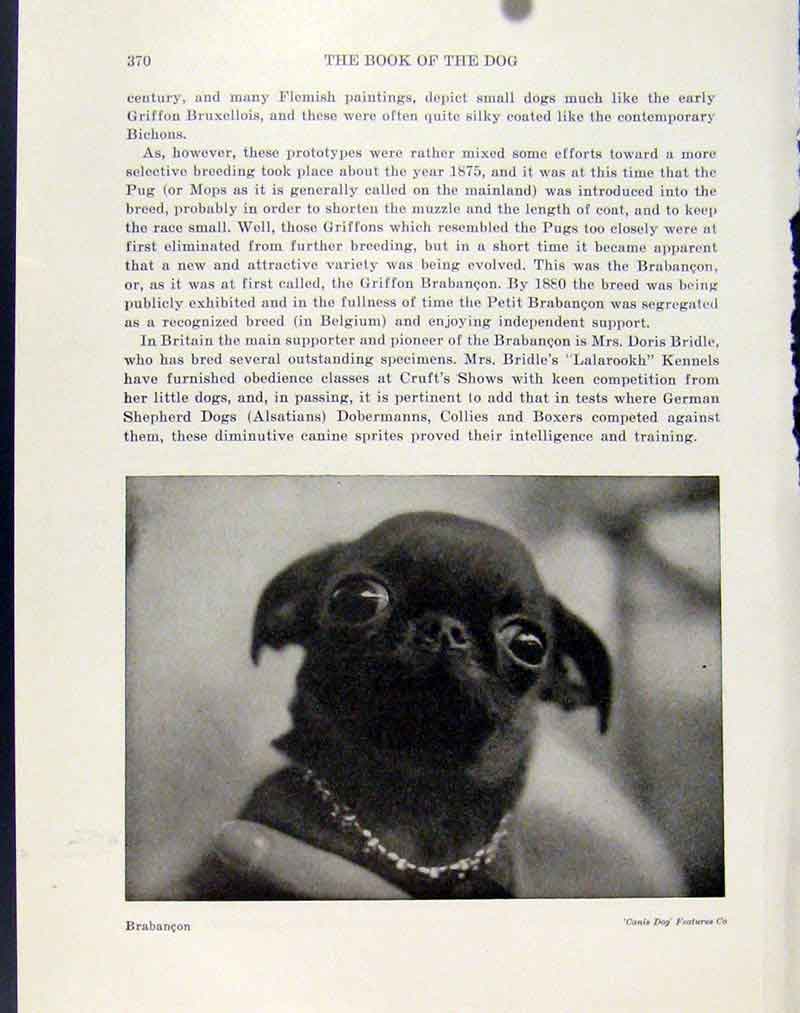 Original Old Antique Print Brabancon Small Pet Dog Animal Hound British
