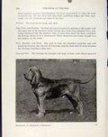 Original Old Antique Print Dog Hound Animal Pet Bloodhound Common Fine