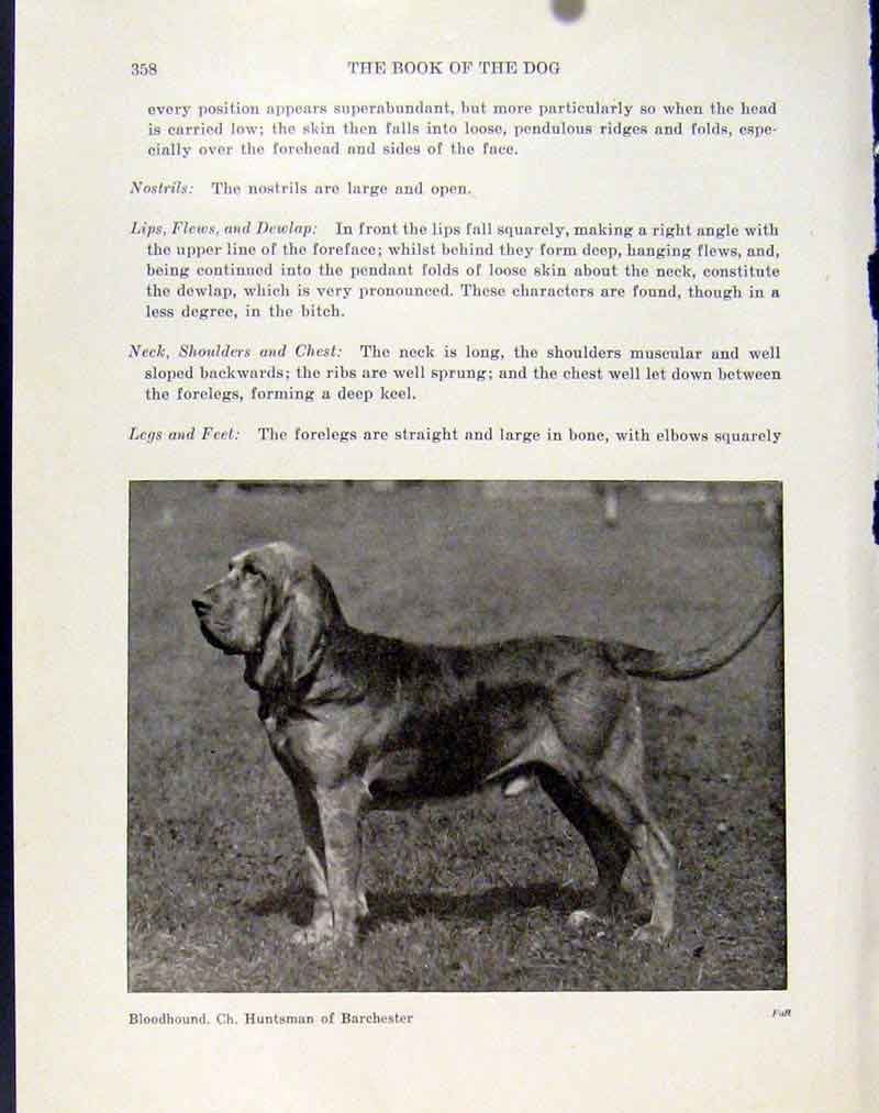 Original Old Antique Print Dog Hound Animal Pet Bloodhound Common Fine