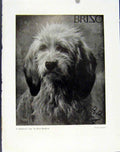 Original Old Antique Print Sportsmans Dog Game Keepers Shepherds Hound Photo