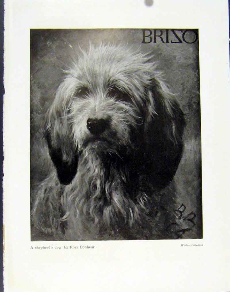 Original Old Antique Print Sportsmans Dog Game Keepers Shepherds Hound Photo