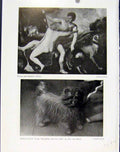 Original Old Vintage Print Venus Adonis Titan Griffon Terrier Art C1940 20th