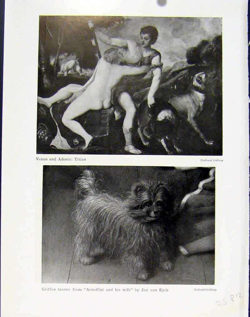 Original Old Vintage Print Venus Adonis Titan Griffon Terrier Art C1940 20th