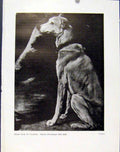 Original Old Antique Print Le Cardinal Infant Ferdinand Dog Hound Pet Animal