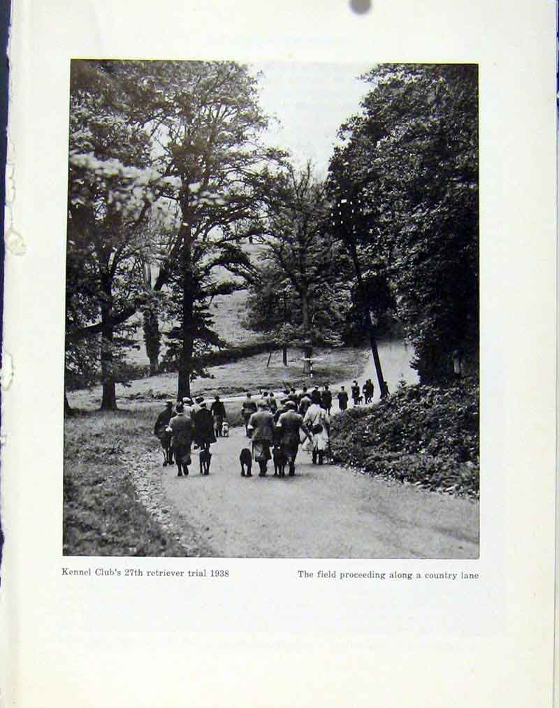 Original Old Vintage Print Kennel Club Retriever Dog Trail C1940 Art 20th
