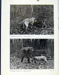 Original Old Antique Print Labrador Dog Action Photo Shoot Heel Birds