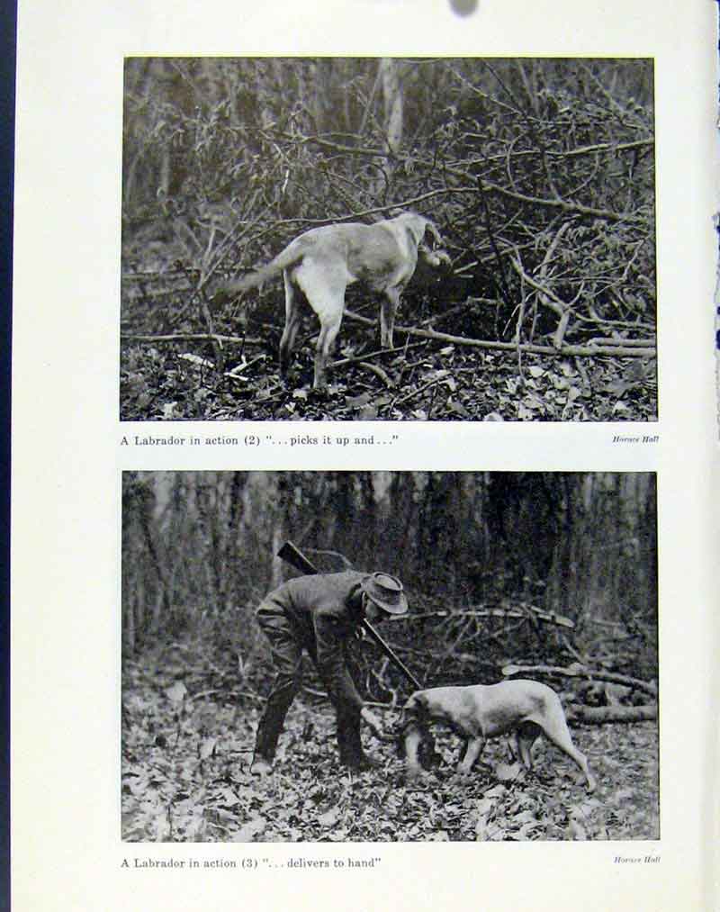 Original Old Antique Print Labrador Dog Action Photo Shoot Heel Birds
