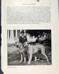 Original Old Vintage Print Family Dog Hound Pet Animal Big 1940 Fine Art 20th