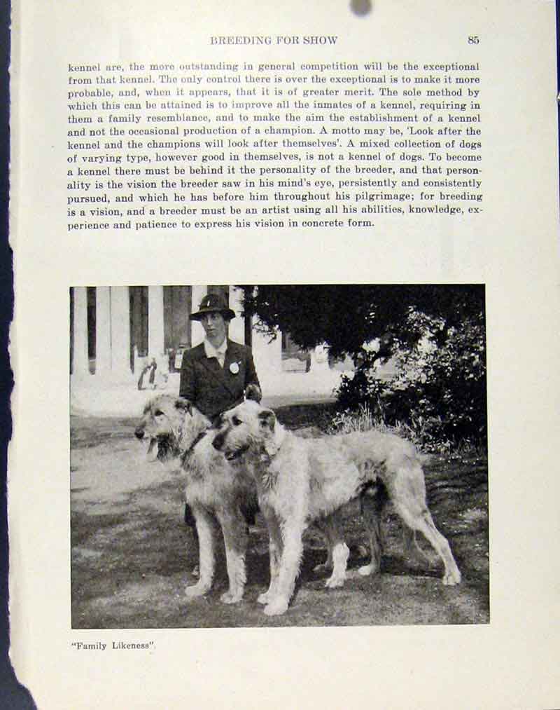 Original Old Vintage Print Family Dog Hound Pet Animal Big 1940 Fine Art 20th