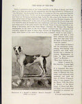 Original Old Antique Print Poodle Model French Mastif Painting Art