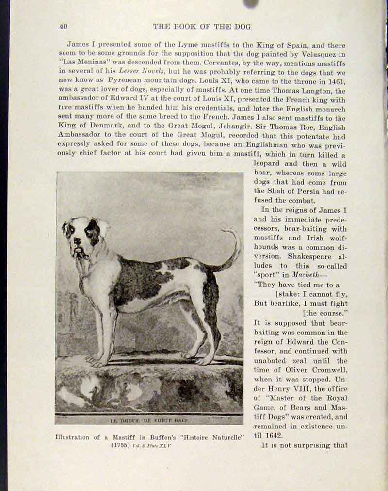 Original Old Antique Print Poodle Model French Mastif Painting Art