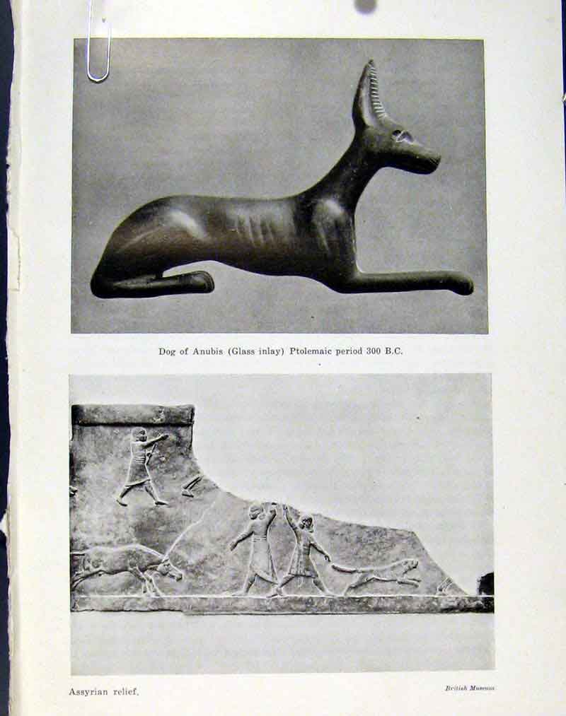 Original Old Antique Print Sporting Breeds Cunobeline Coingems Greyhound Bas
