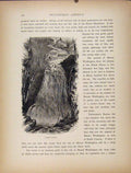 Original Old Antique Print Crystal Cascade Wood Engraving Fine Art