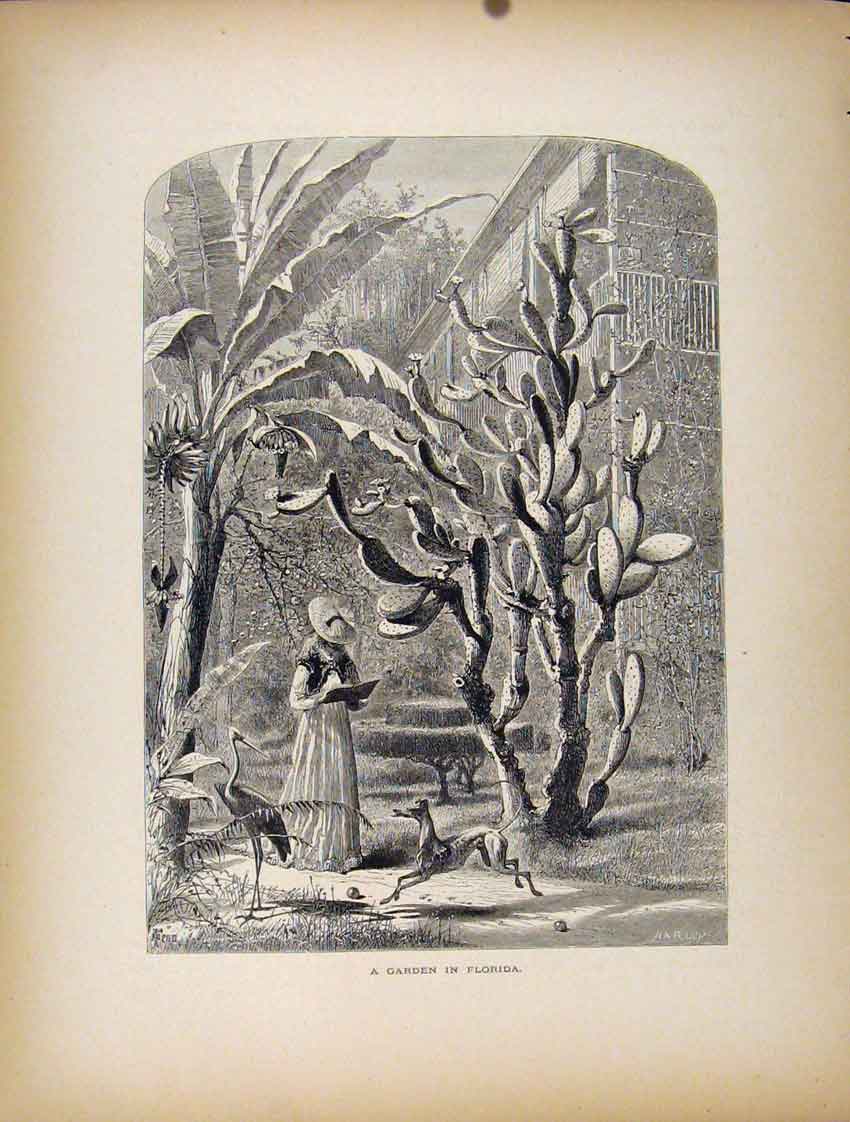 Original Old Antique Print Garden Florida Fine Art C1872 Lady 19th