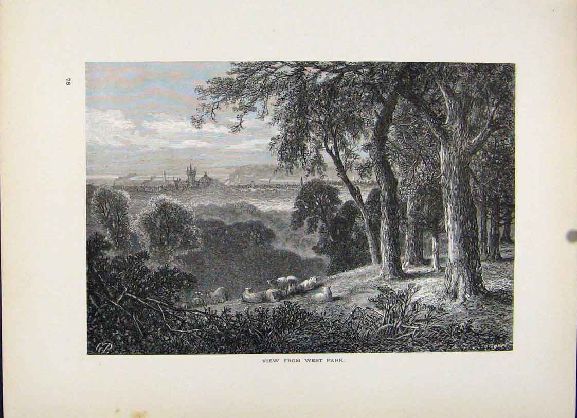 Original Old Antique Print View West Park Wood Engraving Fine Art
