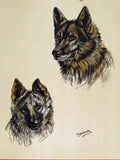 Original Old Antique Print Alsatian Dog Drawing Sketch Colored Fine Art Hound
