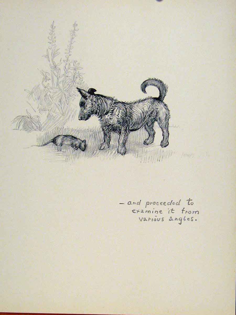 Original Old Vintage Print Dog Hound Examination Pet Animal Sketch C1938 20th